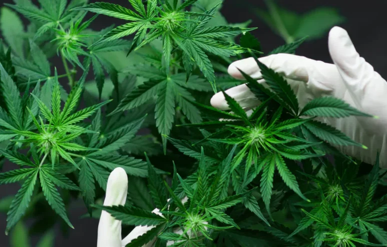 Como solicitar a autorização da ANVISA para a importação de produtos derivados de Cannabis.