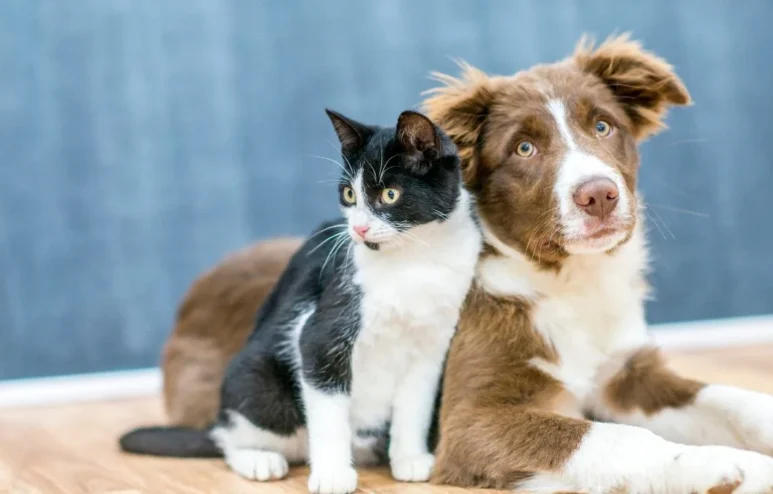 Aplicação de CBD em Pets: Eficácia, Benefícios e Considerações Clínicas