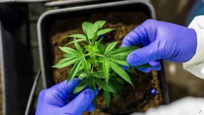 Burnout e esgotamento profissional: estudo revela a eficácia do canabidiol